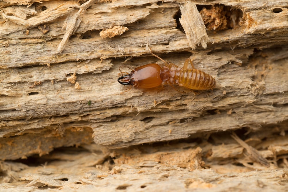 A macro shot of a soldier termite with large mandibles crawling across a piece of damaged, decaying wood.